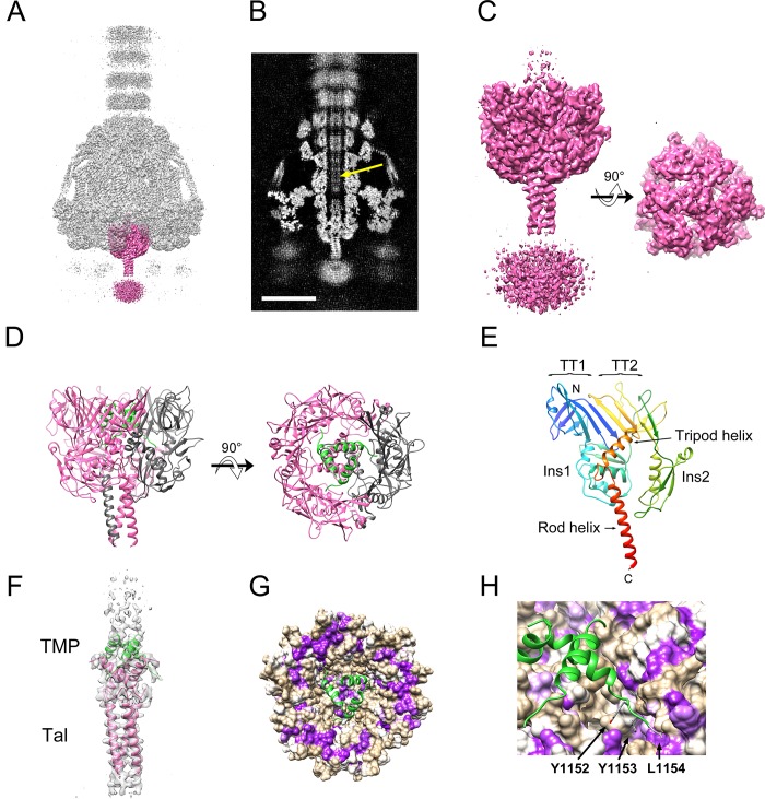 Fig 4