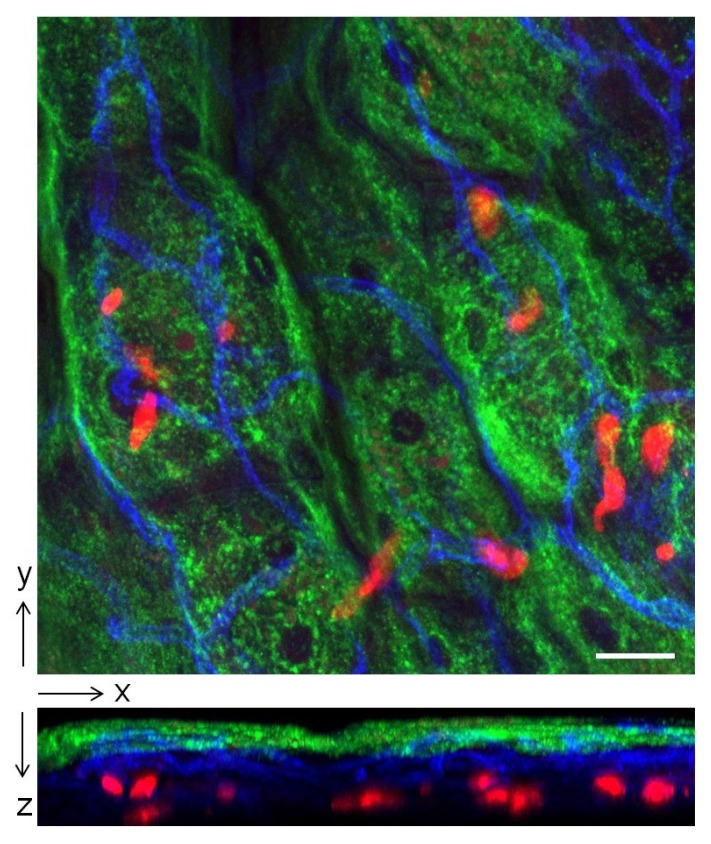 Figure 4