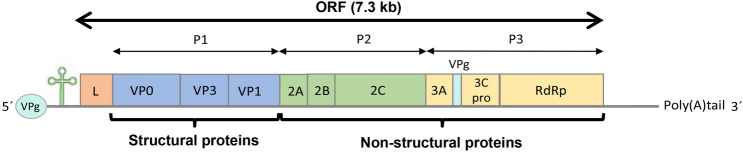 Fig. 3