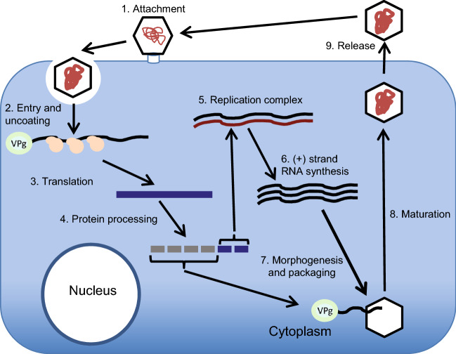 Fig. 4