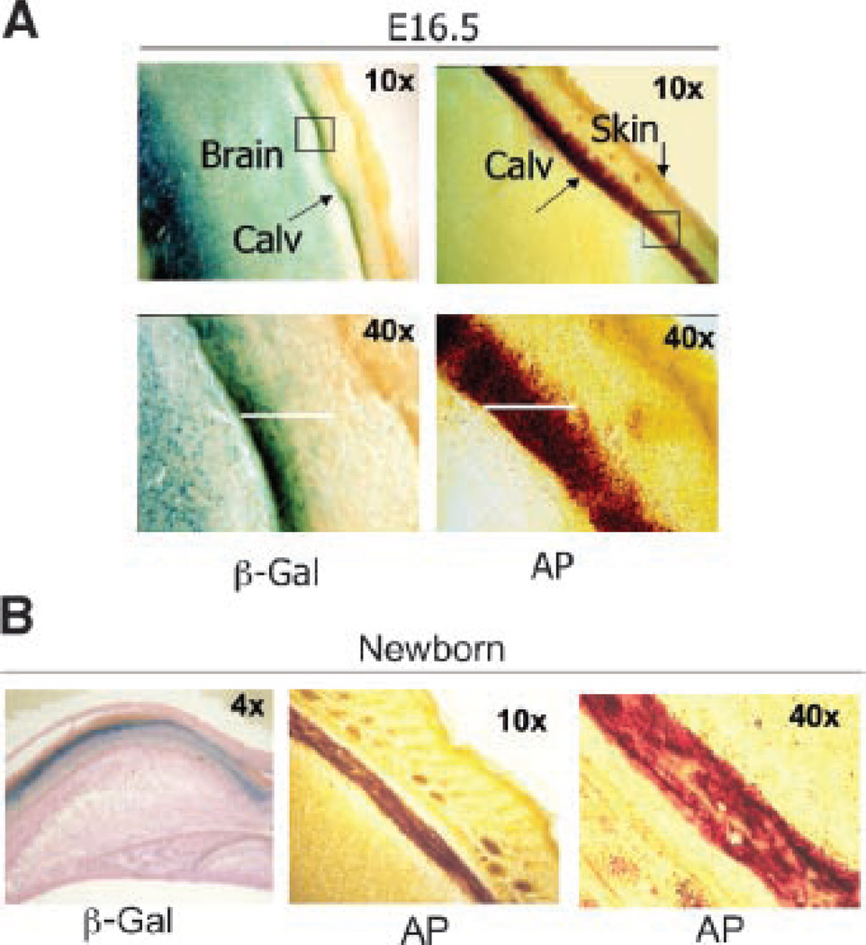 Fig. 8