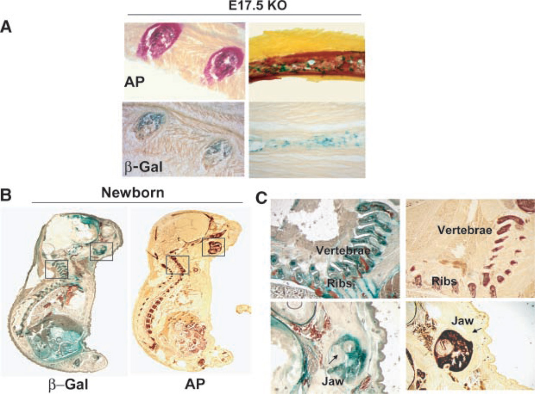 Fig. 7