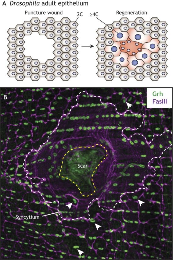 Fig. 5. Wound-induced polyploidization in the adult Drosophila epithelium. (A) The adult Drosophila epithelium is composed of post-mitotic diploid cells. Upon epithelial puncture wounds, diploid epithelial cells are lost and the open wound is closed by surrounding cells that fuse together to form a syncytium. Cells surrounding the central syncytium undergo endocycles and promote compensatory growth. (B) Immunofluorescence image of regenerating Drosophila adult epithelium. Epidermal nuclei and cell-cell septate junctions, marked by Grainy-head (Grh, in green) and Fas3 (in magenta), respectively, are shown. The boundaries of the scar and syncytium are outlined in yellow and white dashed lines, respectively. Examples of large polyploid nuclei are indicated by arrowheads. Image courtesy of Vicki Losick (see Losick et al., 2013 for details).