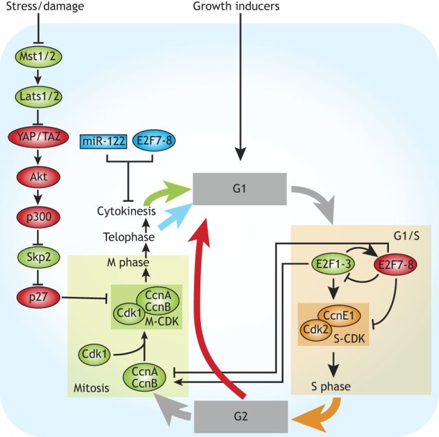 Fig. 6. Polyploidization during liver regeneration. Hepatocyte growth rates affect the activation of E2F1-3, which controls G1/S through transcriptional activation of cyclin E1 (CcnE1)/Cdk2. E2F1-3 also activate expression of E2F7-8, which in turn repress expression of E2F1 and its targets, thus forming a negative-feedback loop. E2F1-3 are also required for expression of CcnA and CcnB, which activate Cdk1 (M-CDK) and are required for M-phase entry. In hepatocytes, E2F1-3 depletion promotes endoreplication (red arrow), whereas E2F7-8 depletion promotes mitosis (green arrow). Endoreplication is also induced through the Hippo pathway. The Hippo homologs Mst1/2 suppress activity of the Yorkie homologs YAP and TAZ through activation of Lats1/2. Upon Mst1/2 inactivation, YAP promotes Akt activity, which promotes activation of the acetyl transferase p300. The subsequent p300-dependent acetylation of Skp2, an F-box protein of the SCF ubiquitin ligase complex, sequesters Skp2 to the cytoplasm. This prevents proteasomal degradation of p27, an inhibitor of M-CDK activity. Hepatocytes also become polyploid via endomitosis (blue arrow) through downregulation of cytokinetic regulators such as Rho-GTPase. E2F7-8 and miR-122 are known suppressors of cytokinesis and thereby promote endomitosis.