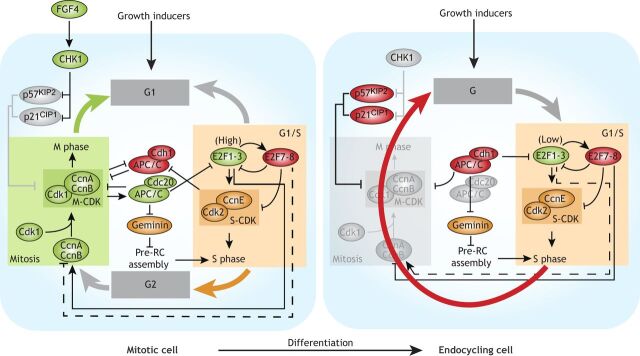 Fig. 4. Mitotic-endocycle transitions in trophoblast giant cells. Cellular growth rates affect activation of E2F1-3, which control G1/S through transcriptional activation of S-CDK activity. E2F1-3 also activate expression of E2F7-8, which in turn repress expression of E2F1 and its targets, thus forming a negative-feedback loop. E2F1-3 are also required for the expression of cyclin A and cyclin B (CcnA and CcnB), which activate CDK1 (M-CDK) and are required for M-phase entry. M-CDK kinase activity activates the APC/C subunit Cdc20. The E3 ligase APC/CCdc20 targets geminin, CcnA and CcnB for proteasomal degradation. Depletion of geminin and M-CDK activity relieves inhibition of Cdt1 and creates a window of low CDK activity, respectively, which allows re-assembly of the pre-replication complex (pre-RC). In vitro, trophoblast stem cells are induced to enter endocycles upon FGF4 deprivation, which reduces CHK1 activity and relieves degradation of p57Kip2 and p21cip1. Accumulation of p57Kip2 and p21cip1 block M-CDK activity, which establish an M-phase bypass and onset of endocycles in TGCs. Further polyploidization is also affected by E2F7-8-dependent downregulation of E2F1-3.