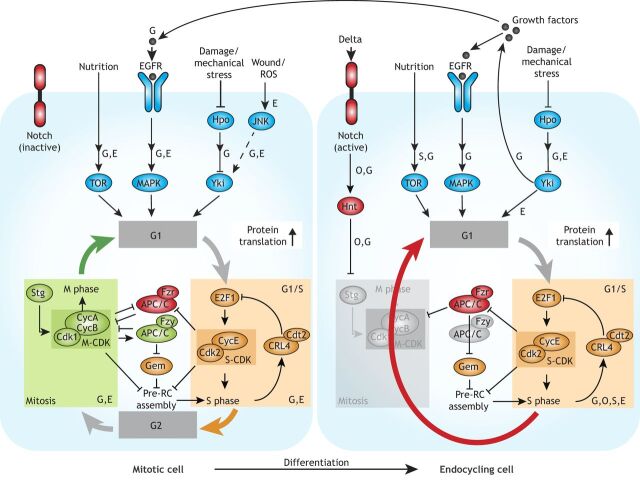 Fig. 3. Mitotic-endocycle transitions in Drosophila. Cell growth in Drosophila is controlled by multiple pathways, including the PI3K/TOR, EGFR/MAPK, JAK/STAT, JNK and Hippo (Hpo)/Yki pathways; pathways shown to operate in ovarian follicle cells (O), adult midgut (G), salivary gland (S) and epidermis (E) are indicated. Cellular growth rates affect levels of E2F1 protein, which controls G1/S in a rate-limiting manner through transcriptional activation of Cyclin E (CycE), which binds to and activates CDK2, forming active S-CDK complexes. S phase triggers proteasomal degradation of E2F1 through activation of CRL4cdt2. The G2/M transition is regulated by CycA- and CycB-dependent CDK1 kinase activity (M-CDK), which requires activation by String (Stg; a Cdc25-type phosphatase). M-CDK kinase activity activates the APC/C subunit Fizzy (Fzy). The E3 ligase APC/CFzy targets Geminin (Gem), CycA and CycB for proteasomal degradation; the subsequent depletion of Geminin and M-CDK activity relieves inhibition of Cdt1 and creates a window of low CDK activity (not shown), respectively, which allows re-assembly of the pre-replication complex (pre-RC). In the adult midgut (G) and follicle cells of the ovary (O), mitosis-endocycle transitions are triggered through expression of the Notch ligand Delta in adjacent cells. In follicle cells, active Notch induces Hindsight (Hnt), which represses Stg expression and thereby blocks M-CDK activity. Upregulation of Fizzy-related (Fzr), another activating subunit of APC/C that does not require activation by M-CDK, ensures low M-CDK activity and mediates destruction of Geminin, which in turn allows pre-RC assembly while bypassing M phase. Increased endocycling can also be induced by mechanical stress via the Hippo pathway and JNK. The Hippo pathway stimulates increased ploidy non-cell-autonomously in enterocytes of the adult midgut (G) through expression and secretion of cytokines and growth factors, which activate the EGFR/Ras/MAPK and JAK/STAT pathways, increasing cell growth rates and decreasing the length of G phase. In the adult epidermis (E), Yorkie (Yki) is required for polyploidization cell-autonomously upon wound closure.