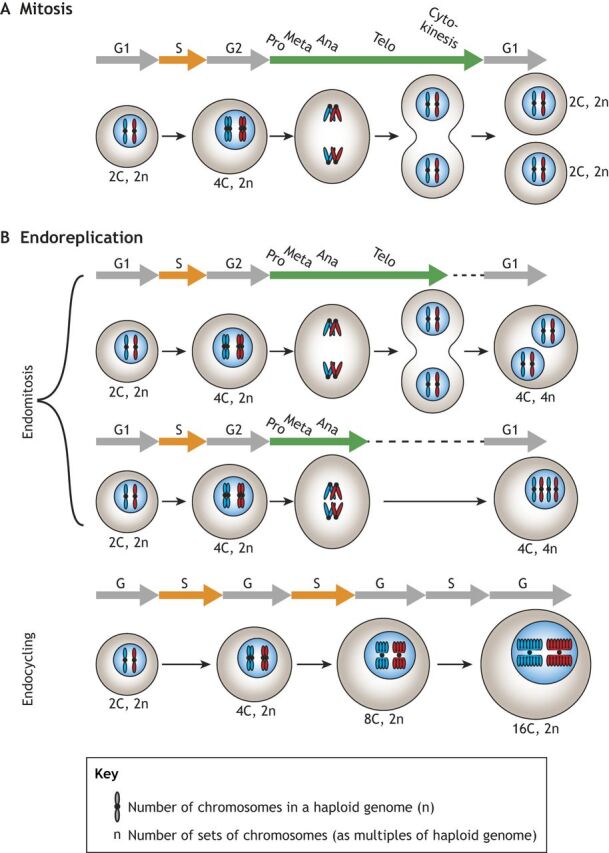 Fig. 1. An overview of alternative cell cycles. (A,B) While mitosis (A) gives rise to diploid cells, a common path to polyploidy is endoreplication (B), which includes two subgroups: endomitosis and endocycling. Similar to mitotic cells, cells that undergo endomitosis enter the cell cycle, which consists of four canonical phases: G1, S, G2 and M. Endomitosis is characterized by incomplete cytokinesis, thus resulting in a polyploid binucleate cell or a polyploid mononucleate cell. By contrast, endocycling cells lack M phase altogether, resulting in a two-phase cell cycle consisting of alternating G and S phases. Endocycling cells often over- or under-amplify certain genomic regions, resulting in joined polytene chromosomes.