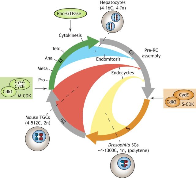 Fig. 2. Alternative cell cycles found in development and regeneration. The mitotic cell cycle is composed of four phases: G1, S, G2 and M. The G1/S and G2/M cell cycle transitions are controlled by S-CDK and M-CDK activities, respectively. Endopolyploidy arises from altered cell cycles in which different cell cycle phases are truncated or bypassed entirely (blue, red and yellow arrows). As examples, mouse hepatocytes skip only cytokinesis in a cell cycle variant known as endomitosis (blue arrow), mouse trophoblast giant cells (TGCs) enter G1 following G2 (red arrow) and Drosophila salivary gland cells (SGs) re-enter a G1-like phase before fully completing DNA replication in S phase (yellow arrow). Endocycles and endomitoses are frequently regulated through downregulation of M-CDK and cytokinesis, respectively.