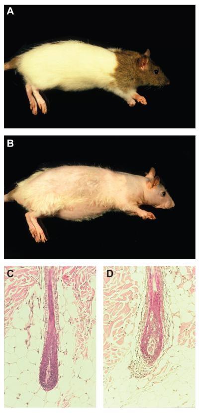 The C3H/HeJ mouse and DEBR rat models for alopecia areata: review of ...