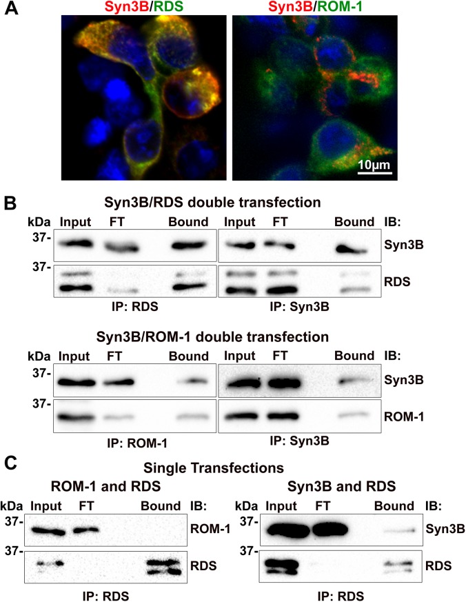 Fig 2