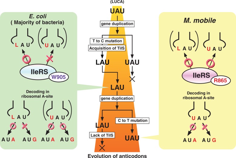 Figure 4.