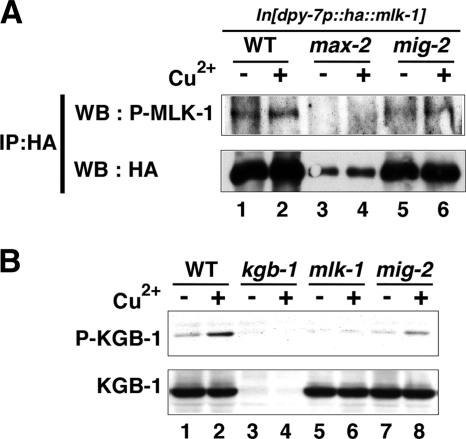 FIG. 8.