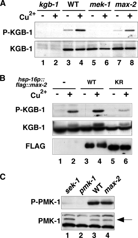 FIG. 2.