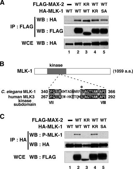 FIG. 3.