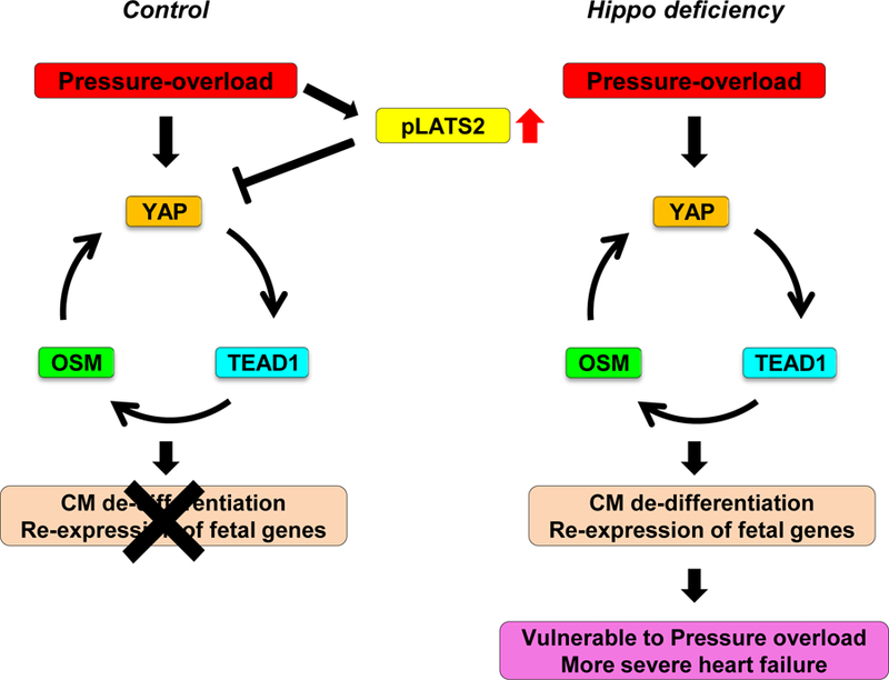 Figure 7: