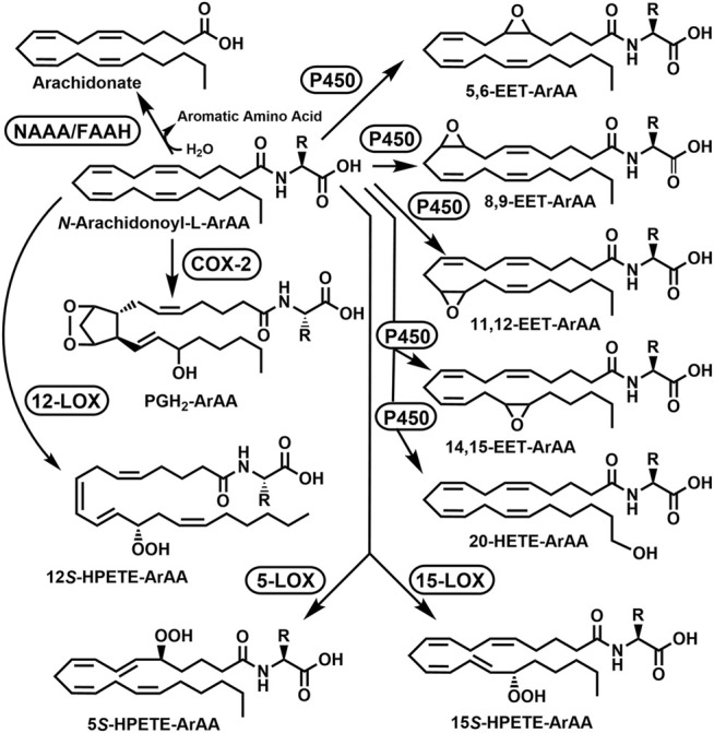 FIGURE 3