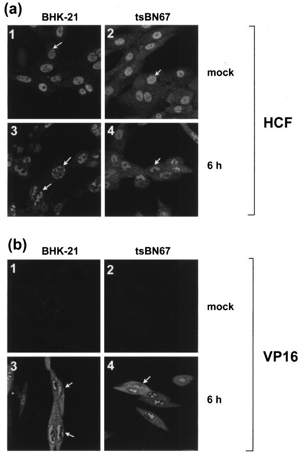 FIG. 6