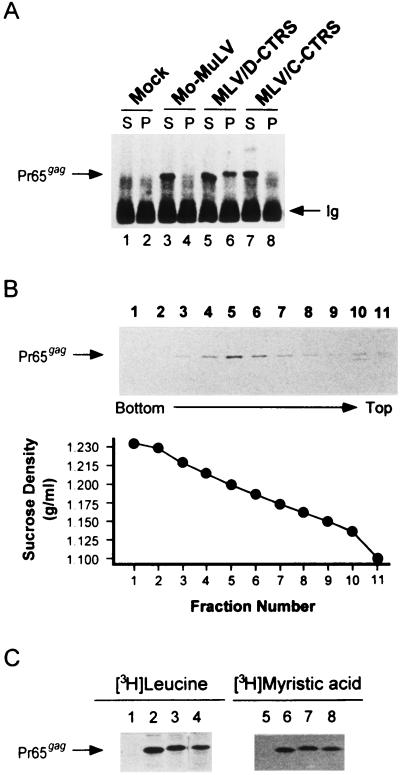 FIG. 3