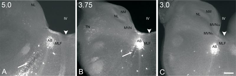 Fig. 6