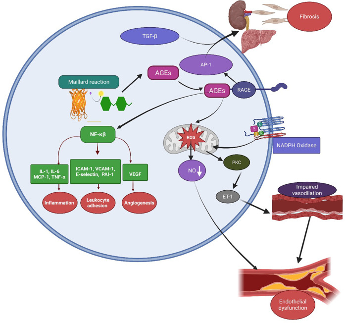 Flowchart illustrating the biochemical pathways involving advanced glycation end-products (AGEs). AGEs interact with RAGE, inducing ROS production and activating pathways like NF-kB, PKC, and AP-1. Consequences include inflammation, leukocyte adhesion, angiogenesis, fibrosis, impaired vasodilation, and endothelial dysfunction. Factors like TGF-β and NADPH oxidase are also involved, contributing to the pathophysiology.