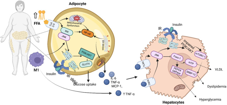 Diagram illustrating the biochemical pathways involved in adipocytes and hepatocytes. The left side shows an adipocyte with pathways related to inflammation, insulin resistance, mitochondrial dysfunction, and glucose uptake. Key components include NF-kB, JNK, and PI3K/AKT. The right side depicts a hepatocyte with pathways involving insulin resistance, impaired PI3K/AKT signaling, and resulting conditions like dyslipidemia and hyperglycemia. Key components include Foxo-1, mTORC-1, and various receptors and hormones, illustrating the interconnectedness between adipocyte and hepatocyte functions in metabolic health.