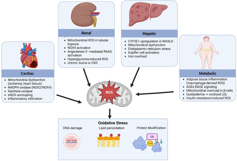 Diagram illustrating sources of reactive oxygen species (ROS) and their effects. Four sources are shown: Cardiac (mitochondrial dysfunction, NADPH oxidase, etc.), Renal (mitochondrial ROS, NOX4 activation, etc.), Hepatic (CYPE2E1 upregulation, iron overload, etc.), and Metabolic (adipose tissue inflammation, mitochondrial overload, etc.). These contribute to oxidative stress, resulting in DNA damage, lipid peroxidation, and protein modification. Arrows indicate the flow from sources to ROS and from ROS to oxidative stress outcomes.