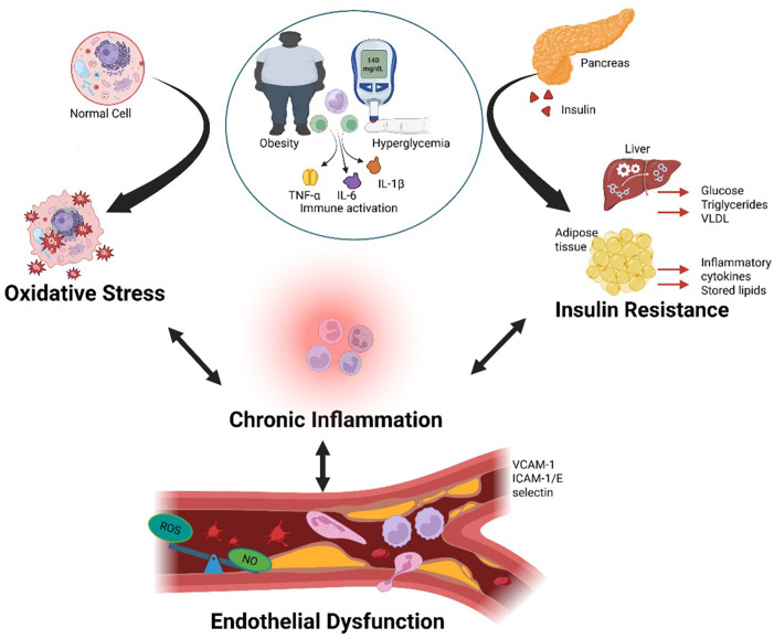 Diagram illustrating the relationship between obesity, hyperglycemia, and insulin resistance leading to oxidative stress and chronic inflammation, which causes endothelial dysfunction. Obesity and high blood sugar activate immune pathways (TNF-alpha, IL-6, IL-1β). The pancreas produces insulin; the liver processes glucose, triglycerides, and VLDL; and adipose tissue releases inflammatory cytokines. These changes contribute to insulin resistance. Endothelial dysfunction is marked by oxidative stress and reduced nitric oxide, with increased expression of VCAM-1, ICAM-1, and selectins.