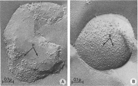 graphic file with name pnas00098-0329-a.jpg