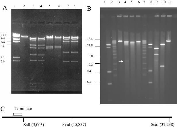 FIG. 3.