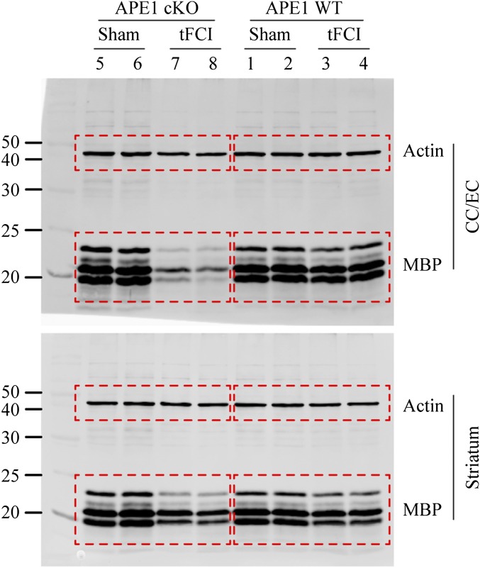 Fig. S6.