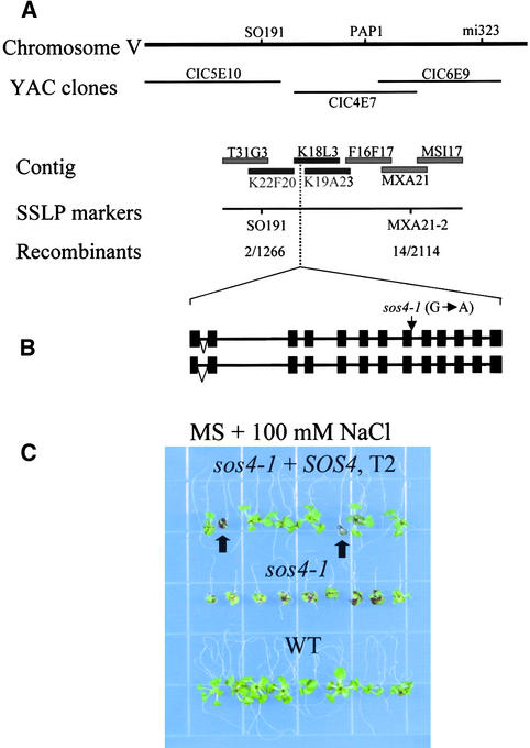 Figure 4.