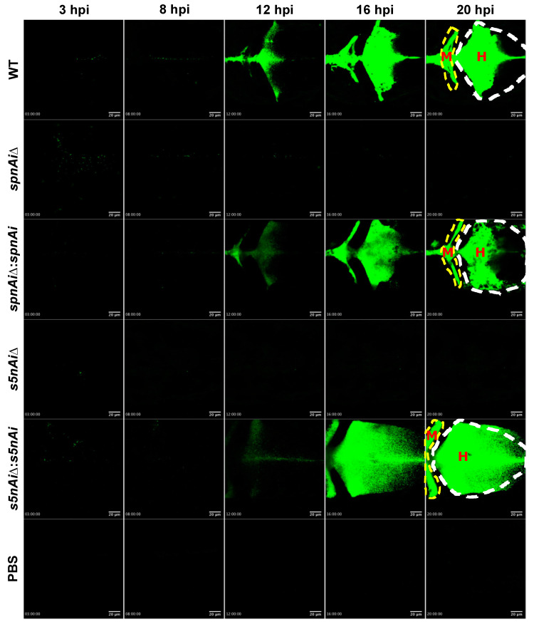 Figure 6