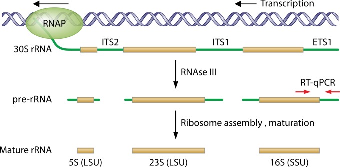 FIG 1