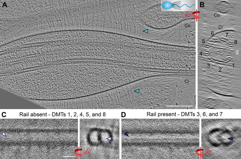 Figure 5—figure supplement 2.