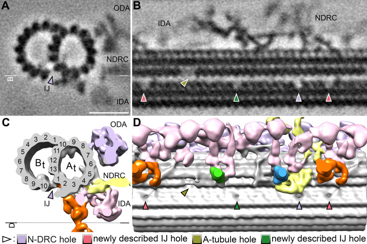 Figure 5—figure supplement 3.