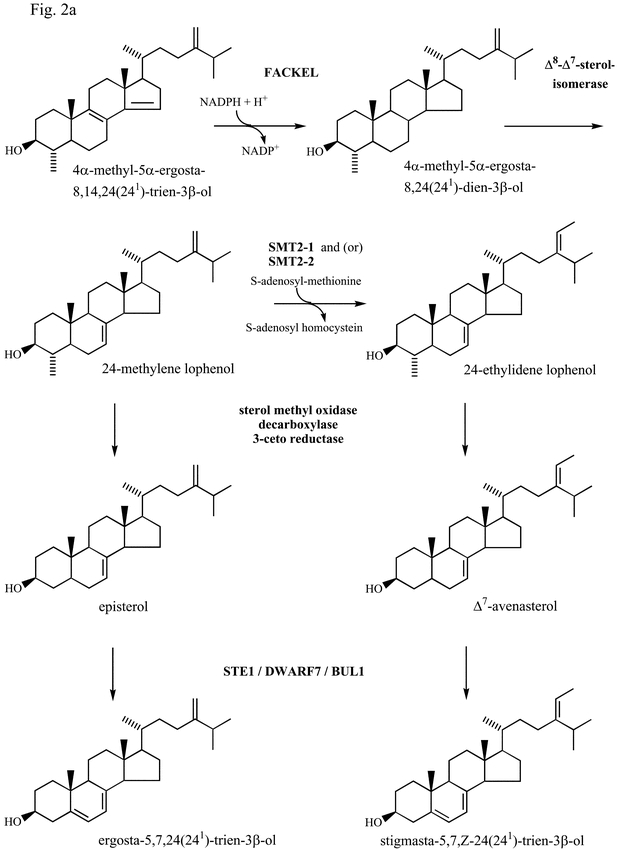 Fig. 2a.