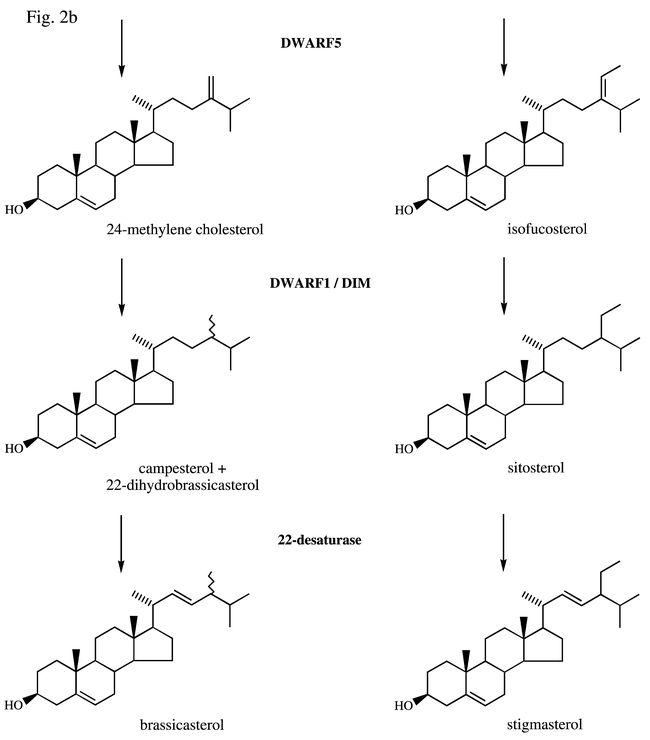 Fig. 2b.