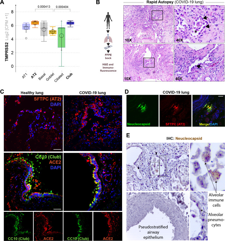 Figure 1—figure supplement 1.