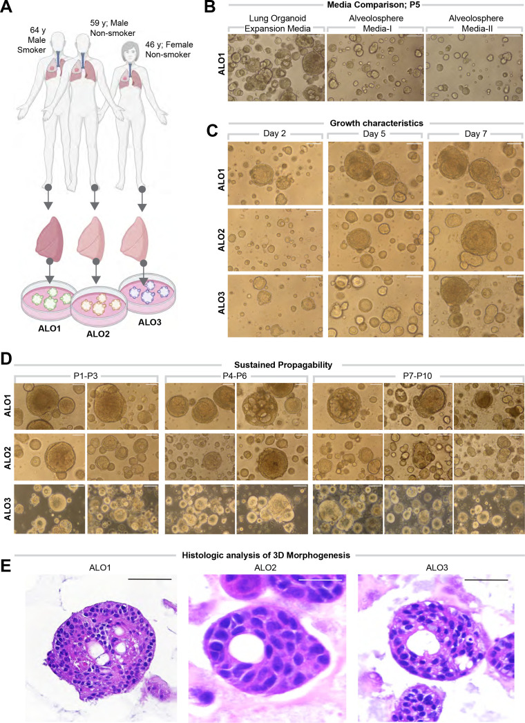 Figure 2—figure supplement 1.