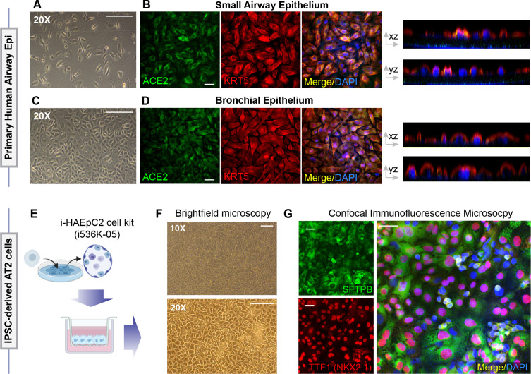 Figure 3—figure supplement 2.