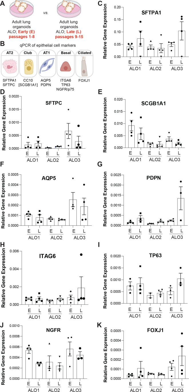 Figure 2—figure supplement 4.