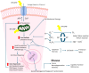 Diagram illustrating the impact of radiofrequency electromagnetic frequencies (RF-EMF) on cells. RF-EMF affects voltage-gated ion channels, leading to an increase in cytosolic calcium ion concentration. To restore ionic balance, cells actively transport calcium against its concentration gradient, a process that requires ATP. This increased energy demand alters cellular metabolism. RF-EMF may disrupt mitochondrial function and membrane potential. RF-EMF also facilitates Fenton reactions and together with altered metabolism can increase free radical production, leading to an oxidative stress state, lipid peroxidation, protein oxidation, and DNA damage, which are all markers of cellular stress. Cells attempt to restore homeostasis and repair damage by expressing genes that encode DNA repair proteins and antioxidant enzymes. Gene transcription and protein synthesis, can themselves indirectly generate additional free radicals as a byproduct of increased metabolic activity. Damage to DNA and other cellular components can lead to apoptosis, necrosis, premature aging. Additionally, diseases like cancer, neurodegeneration, and infertility, with possible cognitive function deficiencies have also been linked to accumulated DNA damage.