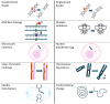 Diagram showing various forms of genetic damage and alterations examined in the study. These include double- and single-strand DNA breaks, DNA base damage, mutations, micronuclei formation, nuclear bud changes, sister chromatid exchange, chromosomal aberrations, and spindle disturbances or conformational changes. Each row represents these types of genetic damage and alterations with illustrations.
