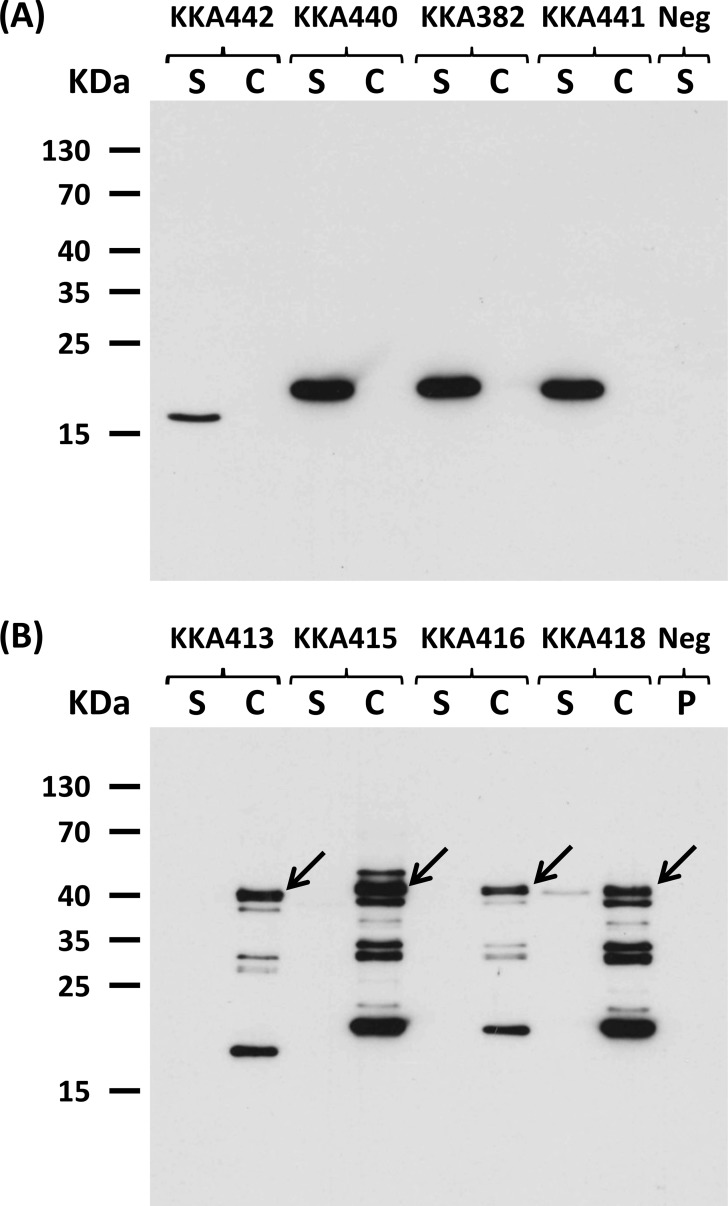 FIG 1