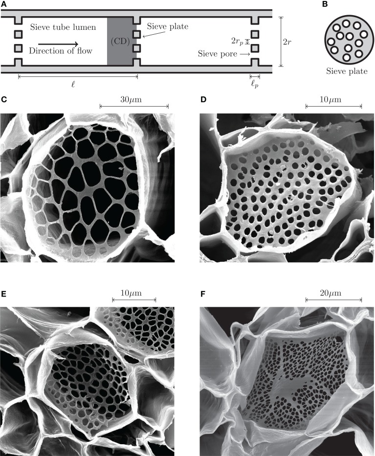 Modeling the Hydrodynamics of Phloem Sieve Plates - PMC