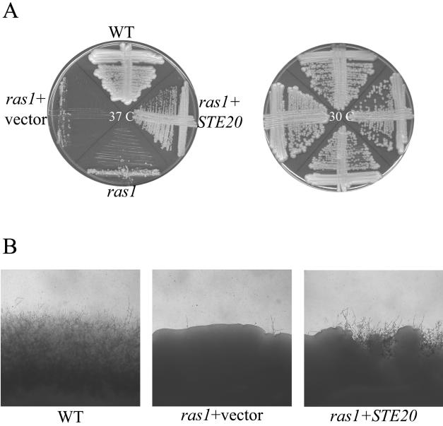 FIG. 7.