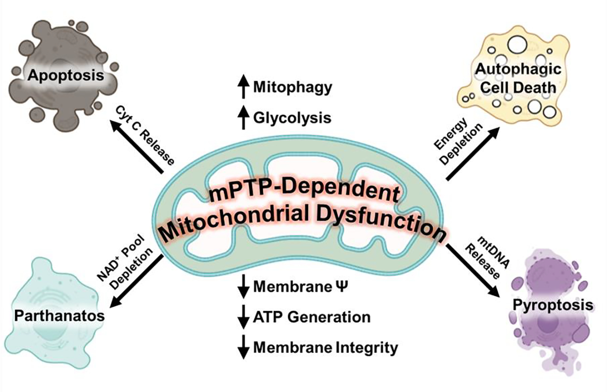 Figure 2: