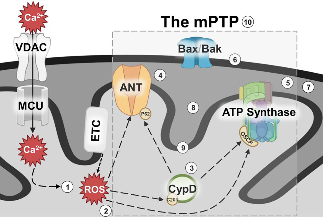 Figure 1: