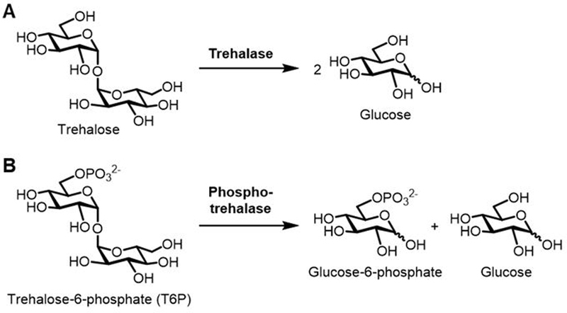 Scheme 1.