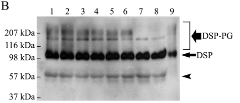 Figure 3B.